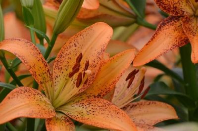 Une fleur orange