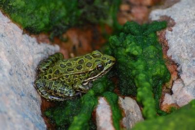 Grenouille du lac