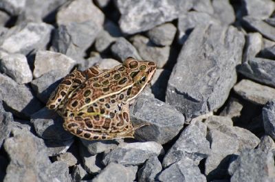 Marsh Frog jigsaw puzzle