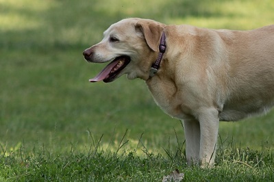 Un cane nel parco