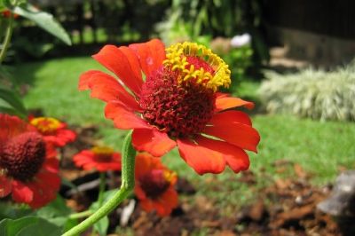 Orange Flower