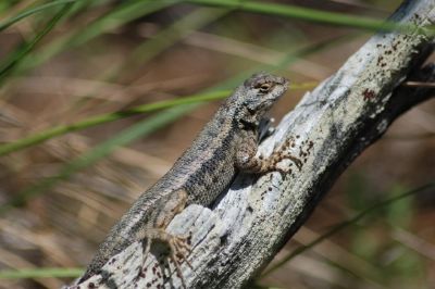 Un lézard