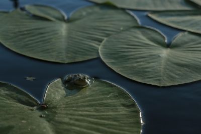 Um sapo em um lago