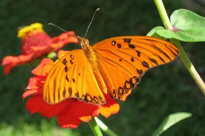 Hermosa mariposa