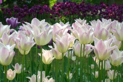 Fleurs blanches