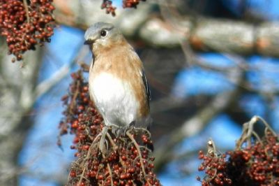 Bluebird jigsaw puzzle