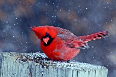 Oiseau cardinal