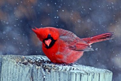 Cardinale Bird