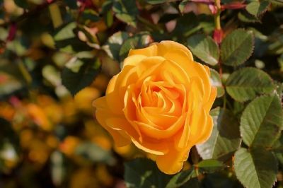 Une rose jaune