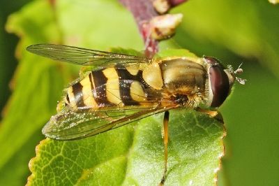 פאזל של Syrphus ribesii