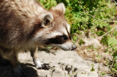 Ein Waschbär