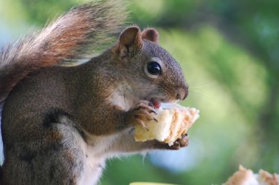 Squirrel jigsaw puzzle