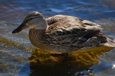 Swimming Duck jigsaw puzzle