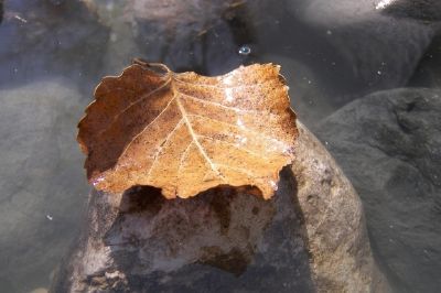 Hoja de otoño