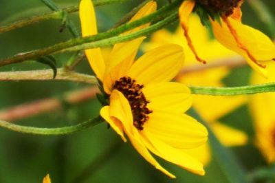 Yellow Daisy jigsaw puzzle