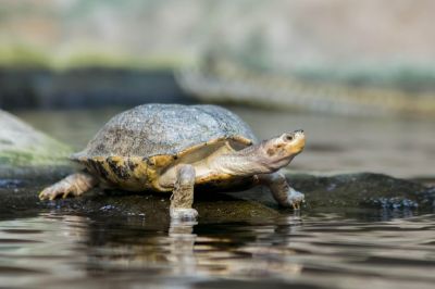 Tortoise