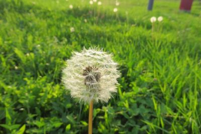 Dandelion