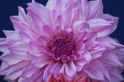 Chrysanthemum