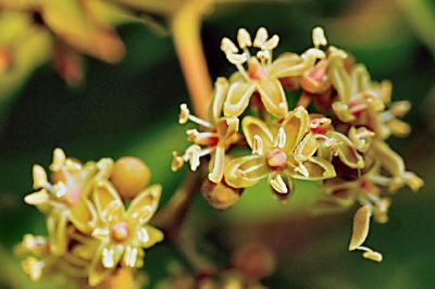 Parthenocissus quinquefolia