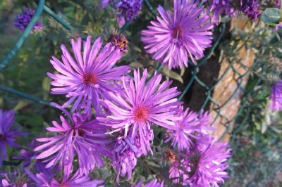 Flores moradas