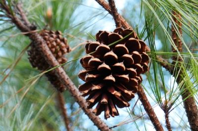 Pine Tree jigsaw puzzle