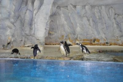 Pinguins