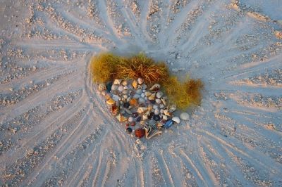 Conchas e Algas Marinhas