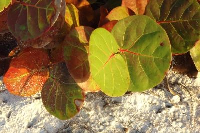 Feuilles de vigne