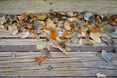 Foliage jigsaw puzzle