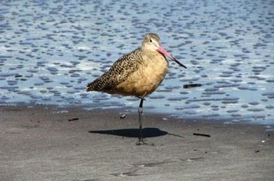 Un pájaro en la playa