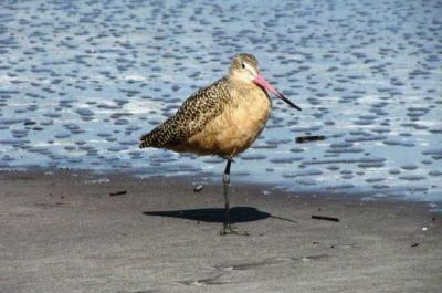 En fågel på stranden