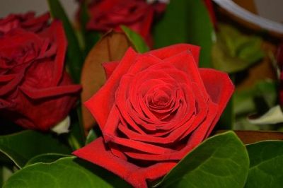 פאזל של ורד אדום