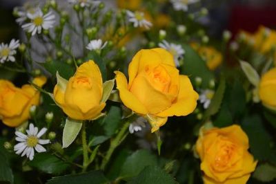 פאזל של פריחת ורדים צהובים