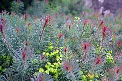 Ground Cover