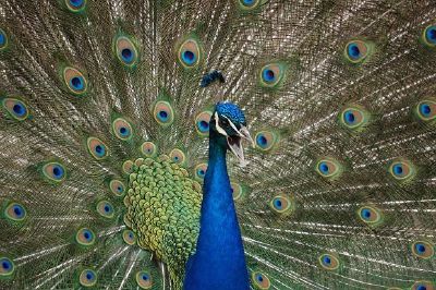 Un pavo real