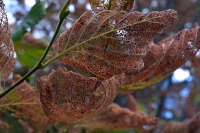 Feuille brune