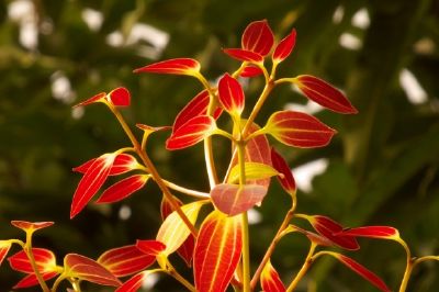 Orange Leaves