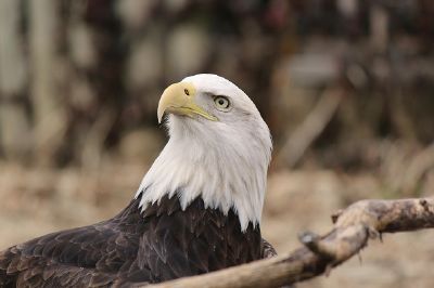 Águila calva