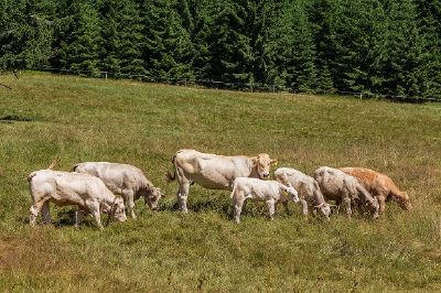 Vaches dans le pré