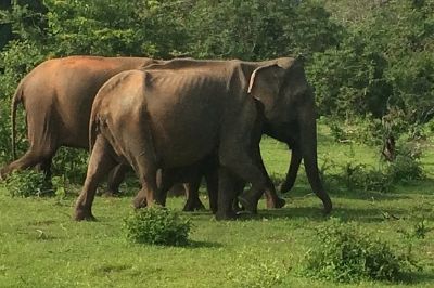 Deux éléphants