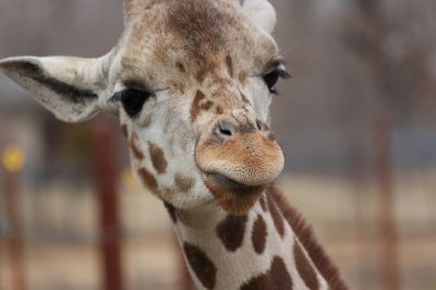 Eine Giraffe