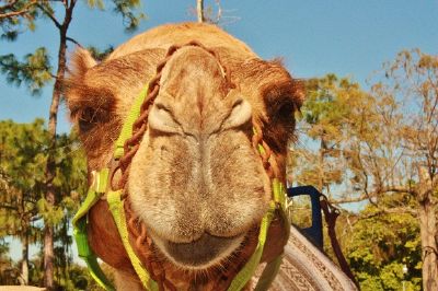 Um camelo