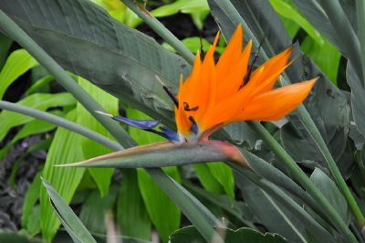 Bird of Paradise jigsaw puzzle