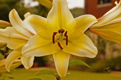 Lily jaune