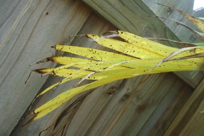 Palm Frond