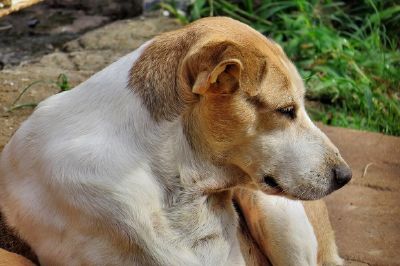 かわいい犬