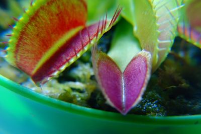 Venus flytrap jigsaw puzzle