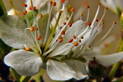 פאזל של Prunus Spinosa