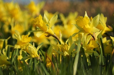 Daffodils jigsaw puzzle