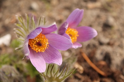 Purple Flowers